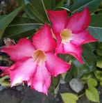 Nancy Caban - Facebook