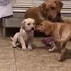 nancycadle333 - @wetraindiabeticalertdogs - TikTok