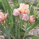 Nancy Cales - @nannygoat11 - Instagram