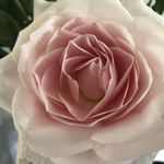 Nancy Calvert - @nancydcalvert - Instagram