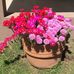 Nancy Canale - Facebook