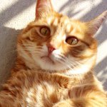 Nancy Carson - @balconypets - Instagram