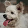 NANCY & Cash 🐕 - @nancy_poo - TikTok