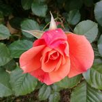 Nancy Cassano - @nancassano - Instagram