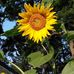 Nancy Cassells - Facebook
