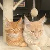 Nancy pussy cat - @nancy.921 - TikTok