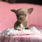 Nancy Dixon Chihuahua rehoming center  - Facebook