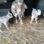 Nancy Chambers Burnham - @nancychambersburnham - Instagram