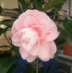 Nancy Chiou - Facebook