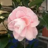 Nancy Chiou - @2184222051 - TikTok