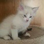 Nancy Clevenger - @muttsmoochie - Instagram