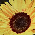 Nancy Conaway - Facebook