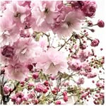 nancy cramer - @nancycramer67 - Instagram