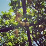 Nancy Cramer - @halfadozenlemons - Instagram