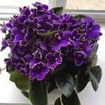 Nancy Cramer Gibson - @grammahoneynancy - Instagram