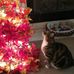 Nancy Crone - Facebook