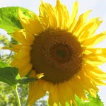 Nancy Cunningham - @plantlady56 - Instagram