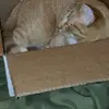 nancycorrell - @nancy.correll - TikTok
