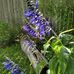 Nancy Noeding Dabbs - Facebook