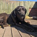 Naughty Nancy - @nancy.the.dane - Instagram