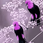 Nancy Danforth - Facebook