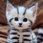 Nancy Danforth - @kittywoman4 - Instagram