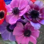 Nancy Danner Schaechinger - @nancy.shack1 - Instagram