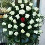Nancy Daoud - @nancy28270 - Instagram