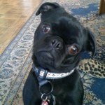 Nancy Deeds - @pugloverdeeds - Instagram