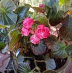Nancy Delvalle - Facebook