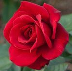 Nancy Dewitt - Facebook