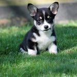 Nancy Behnke Dickerman - @dickerwoman - Instagram