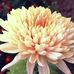 Nancy Ditto - Facebook