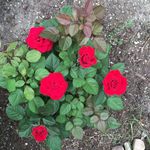 Nancy DiVincenzo - @nancydi110 - Instagram