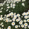 nancy doane - @nancy.doane - TikTok