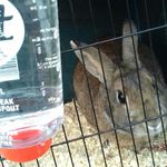 Nancy Doolittle - @nancy_doolittle_rabbit - Instagram