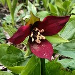 Nancy Drews - @nancydrewit - Instagram