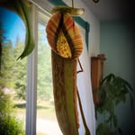 Nancy Dukes - @nancdukes - Instagram