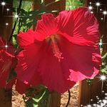 Nancy Dunsmore - @dunsmoren - Instagram