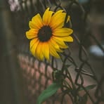 Nancy Duron - Facebook