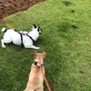 Nancy & Dustin - @frenchie.sz - TikTok
