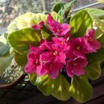 Nancy Dutton - @dutton5986 - Instagram
