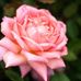 Nancy J Dye - Facebook