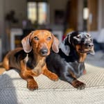 Nancy🐾 Dylis🐾Sausages🐾 - @nancy_dylis_sausages - Instagram