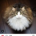 Nancy Eisele - @nancyceisele - Instagram