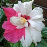 Nancy Elledge - @nancy.elledge.796 - Instagram