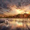 nancyellefson61 - @swansong61 - TikTok