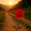 Flor del Camino🌹 - @nancycelm - TikTok