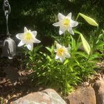 Nancy Elmore Sneed - @penguin254 - Instagram