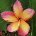 Nancy Enciso - Facebook